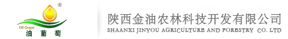 打造油葡萄（山桐子）全产业链典范领军企业