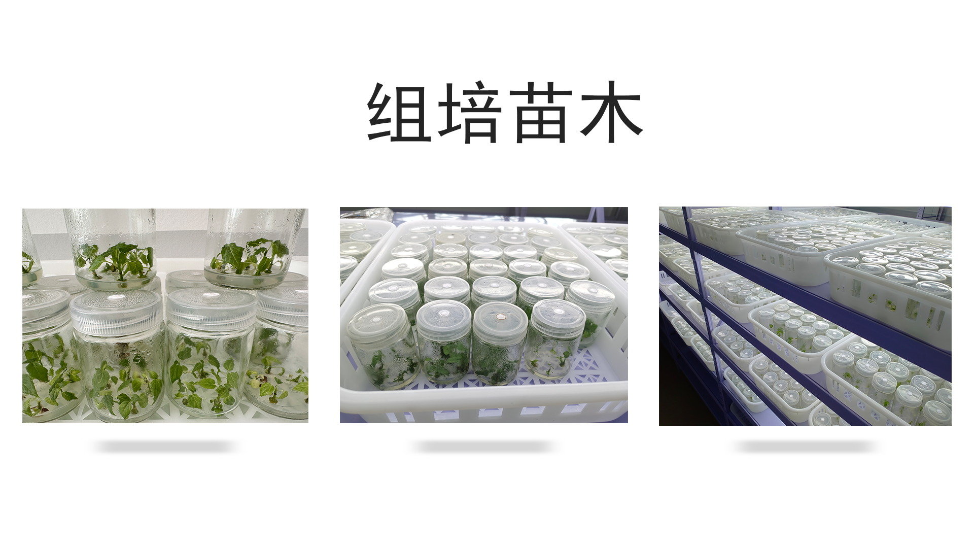 输入图片说明