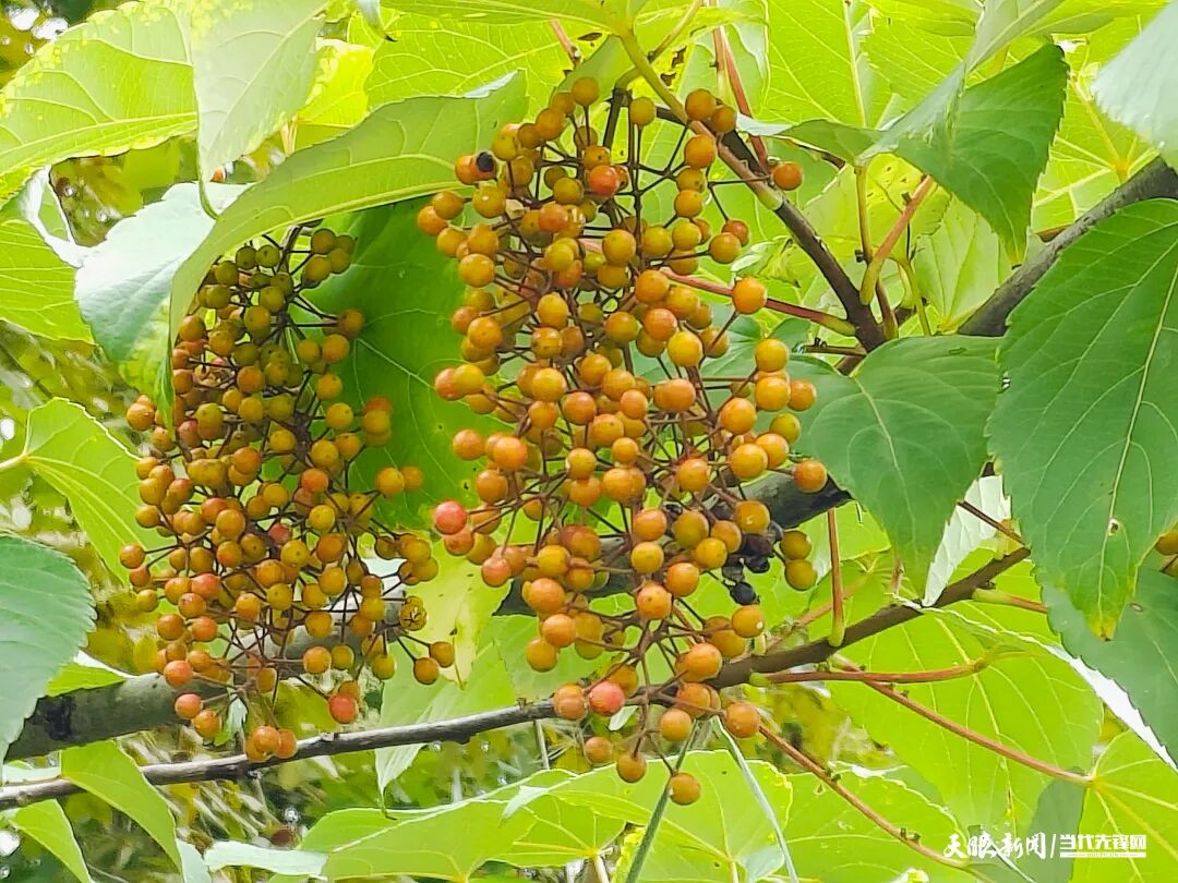 输入图片说明 输入图片说明