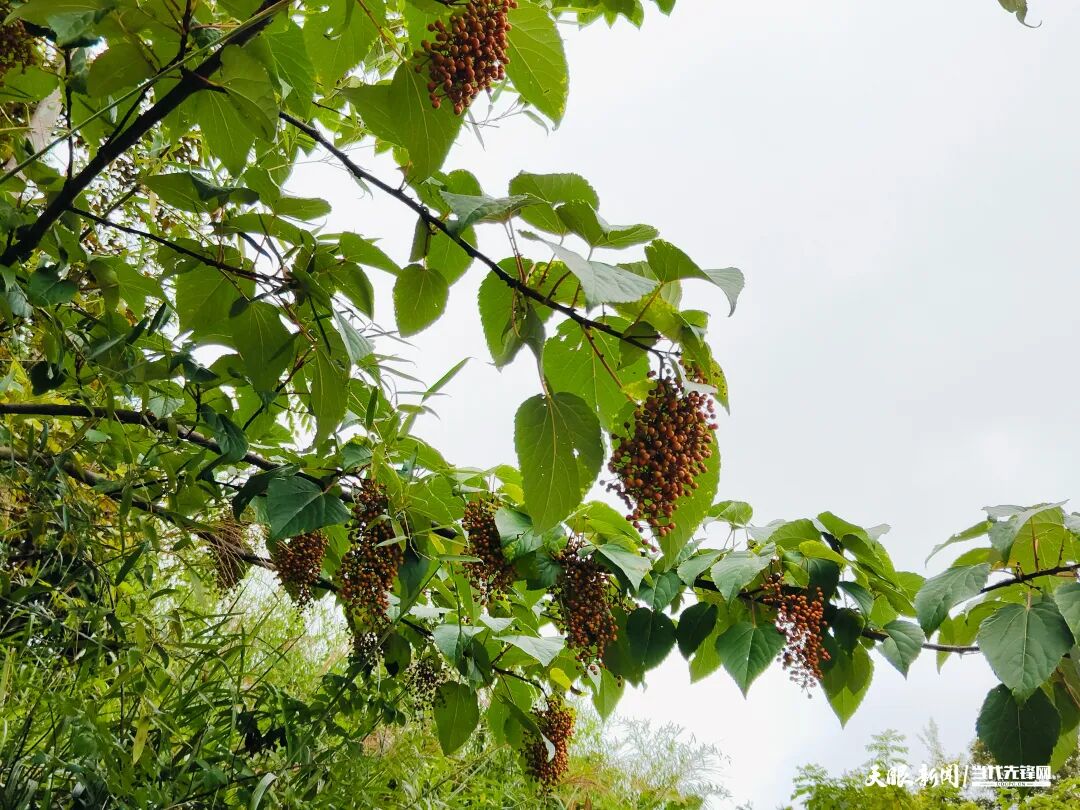 输入图片说明 输入图片说明