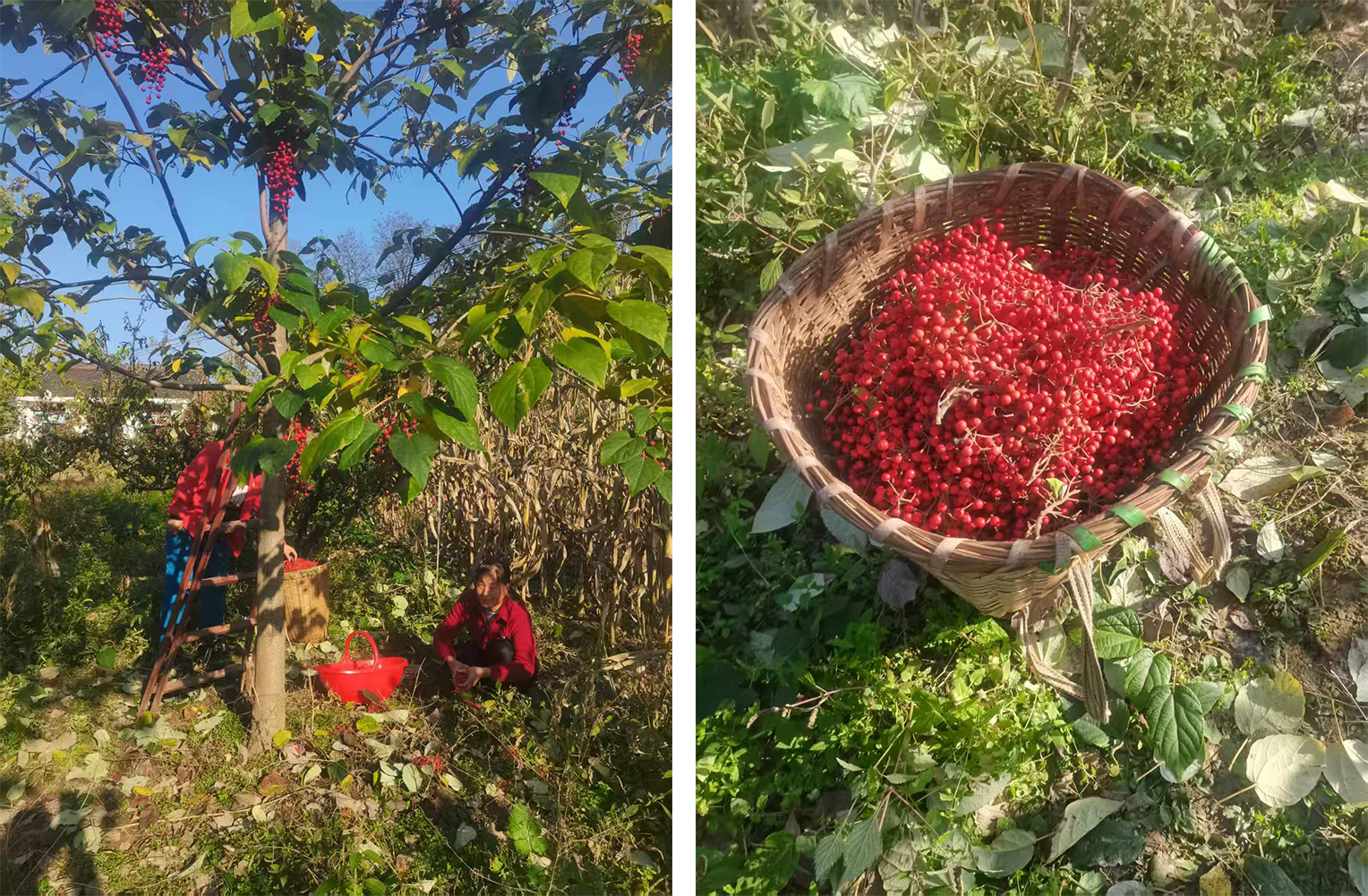 输入图片说明 输入图片说明