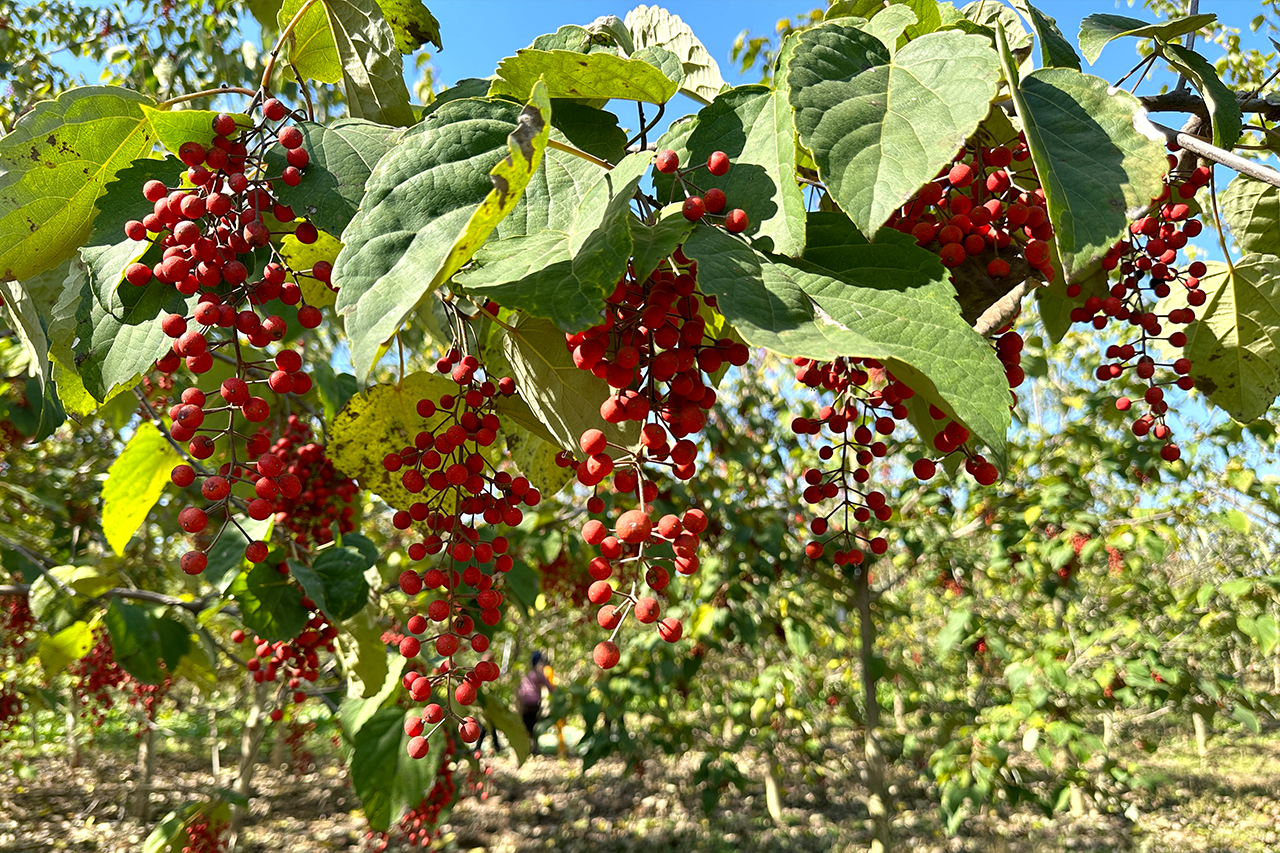 输入图片说明 输入图片说明